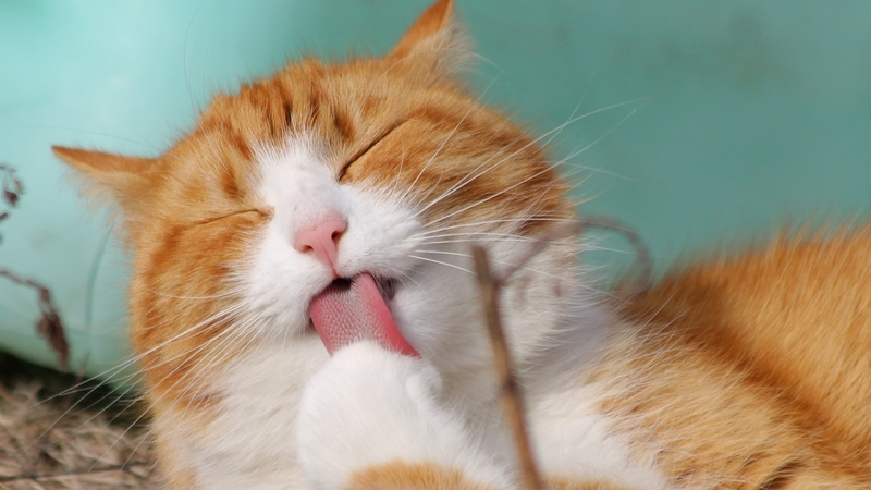 cute, cyan, turquoise, photography, lovable, orange, tabby, cat, sweet