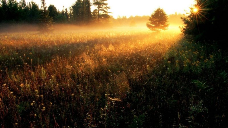 sunset, sky, grass, landscape