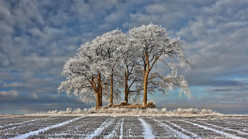 farm, trees, winter, frost