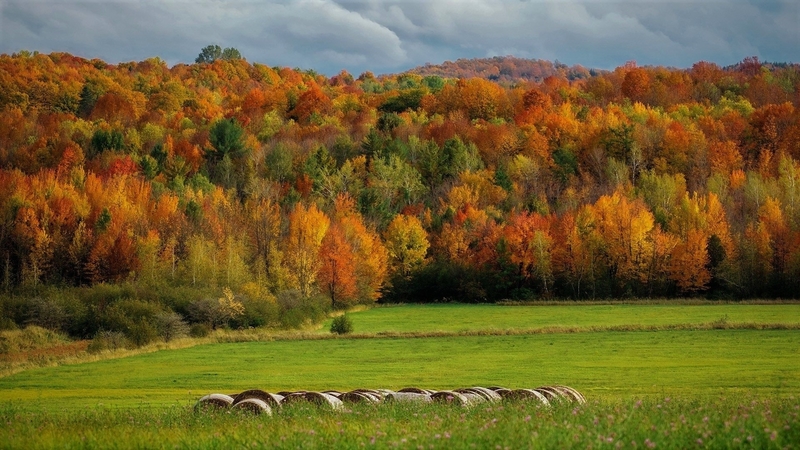 tree, nature, forest, autumn