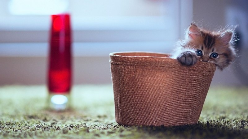 cute, hide, cat, kitten