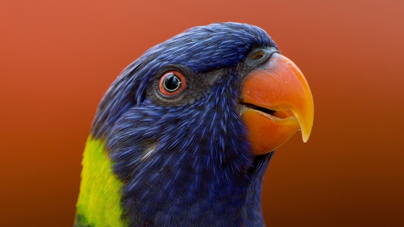 bird, orange, pasare, papagal, hans martha, yellow, parrot, blue