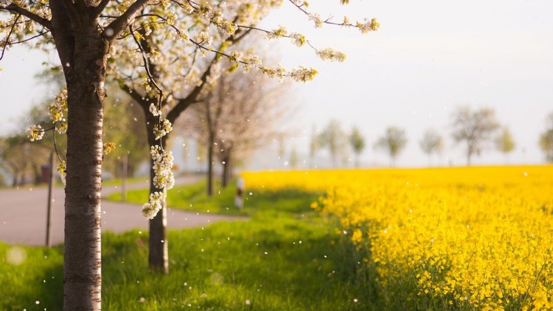 flowers, nature, fowering, trees, field
