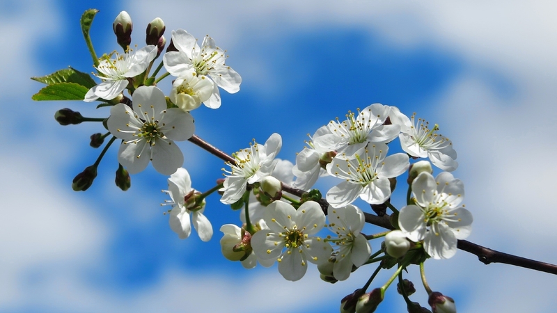 pretty, flowers, blossoms, spring, branch, sky