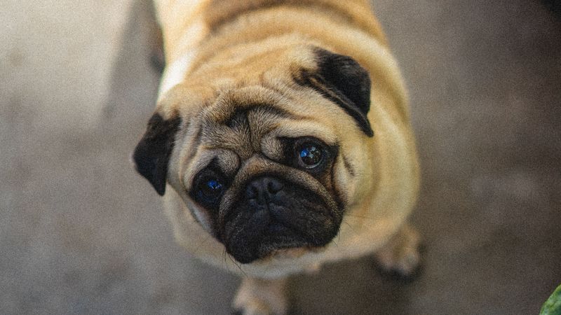 pug, dog, cute, aerial view, 4k
