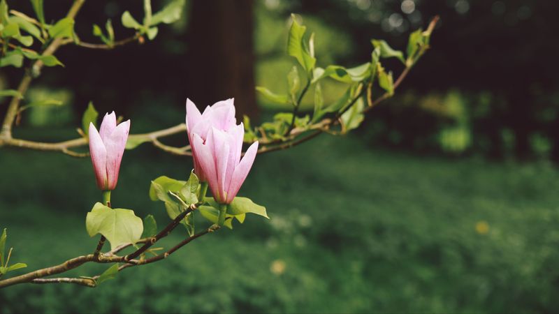 flowers, branches, bloom, blur, garden, 4k
