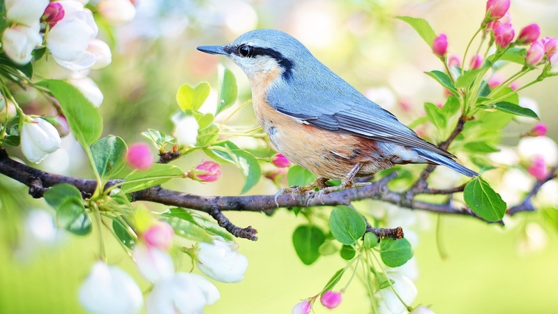 wildlife, nature, bird, animal