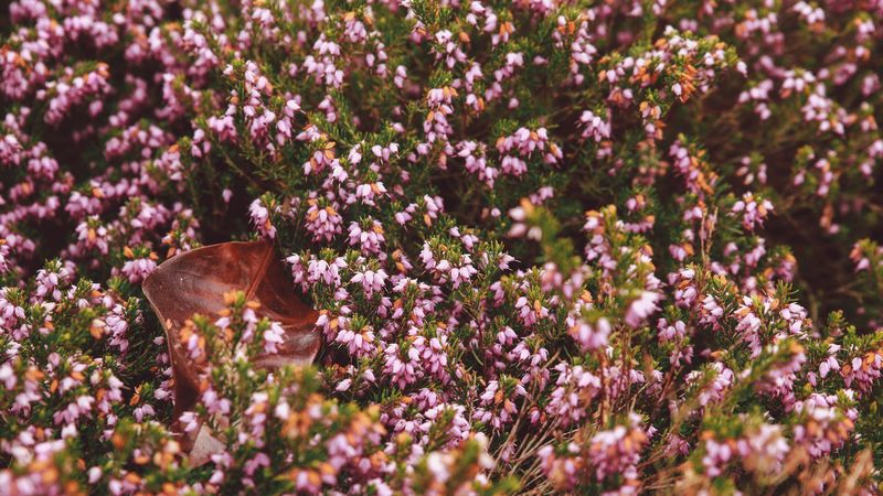 flowers, garden, flowerbed, autumn, 4k