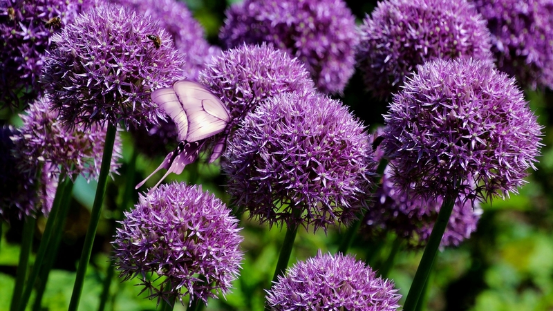 butterflies, colorful, vivid, bold, delicate, dean moriarty, green, purple, vibrant, bright, allium, flowers, purple allium puffs