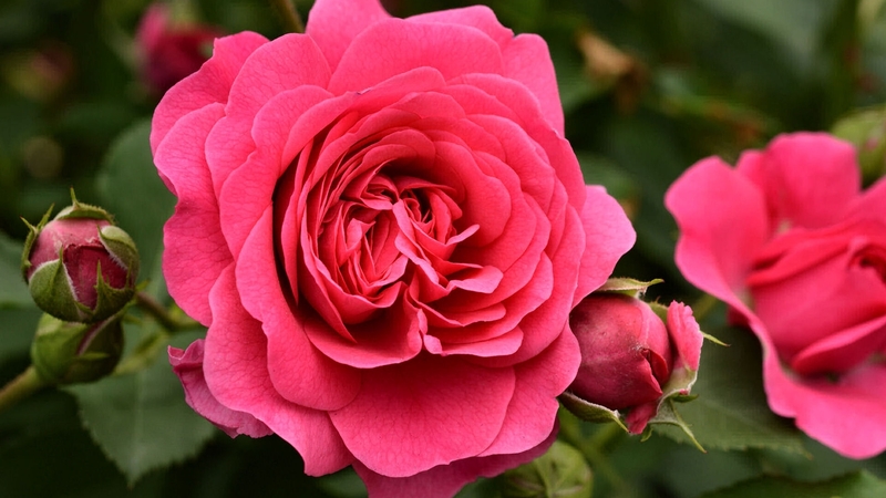 photo, romance, rose, beautiful, shakespeare, floral, photography, love, wide screen, flower, beauty