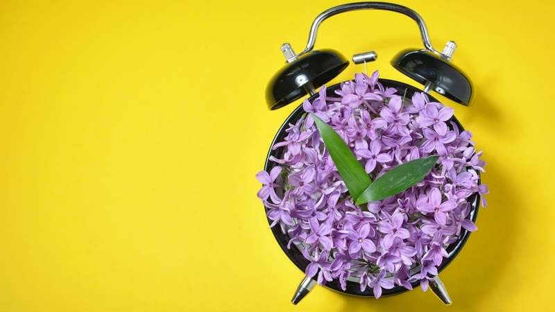 pink, lilac, yellow, flower, funny, clock, spring