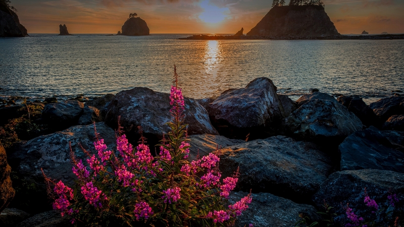 olympic, beautiful, sunset, sky, lake, stones, national park, wildflowers, river, reflection