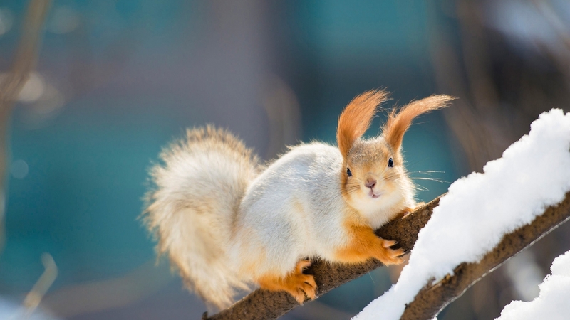 cute, veverita, squirrel, wind, animal, winter, iarna