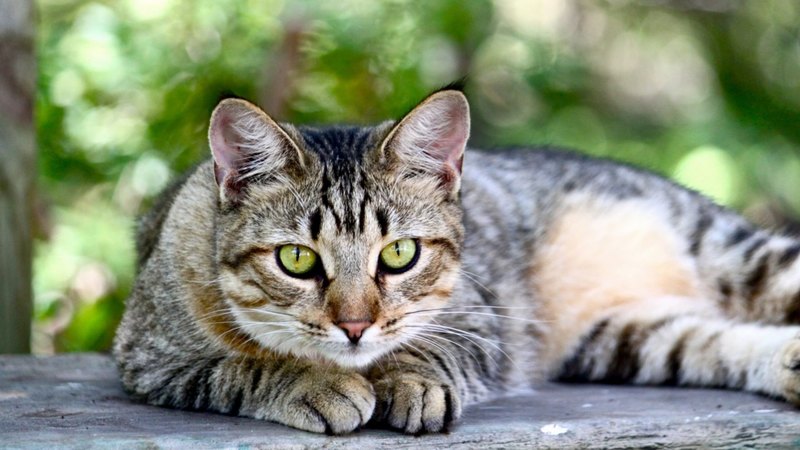 pretty, beautiful, sweet, beauty, face, sleepy, animals, lovely, kitty, cat, sleeping, cat face, hat, cute, paws, cats, kitten