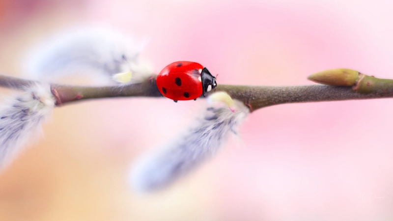 ladybug, fluffy, spring, pussy willow, pink, firefox persona theme