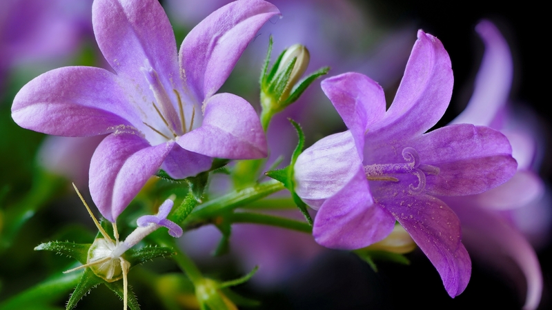 pretty, lovely, campanula, flower, beautiful, spring, freshness
