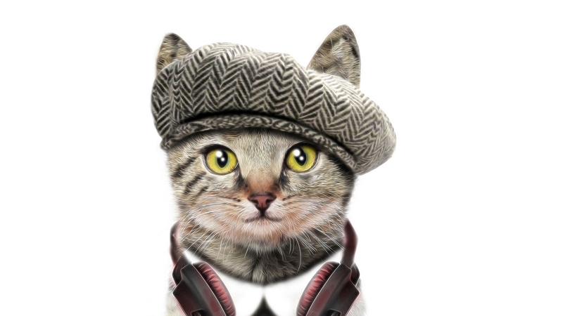 fantasy, headphones, face, funny, cat, pisici, animal, hat