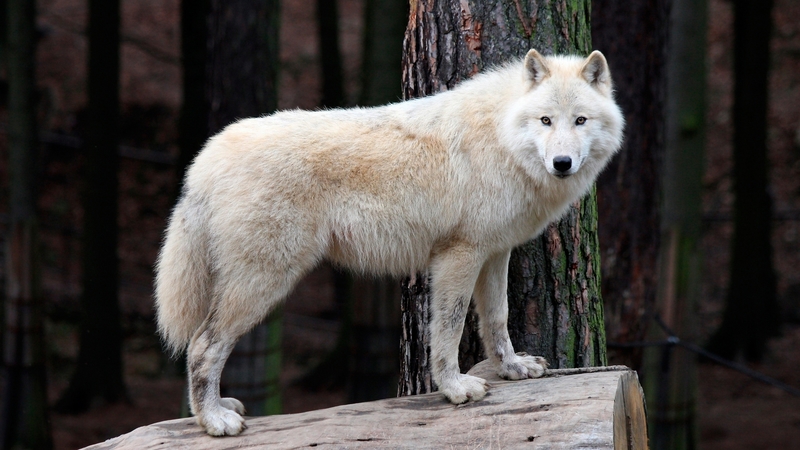 wolf, white, wild, animal