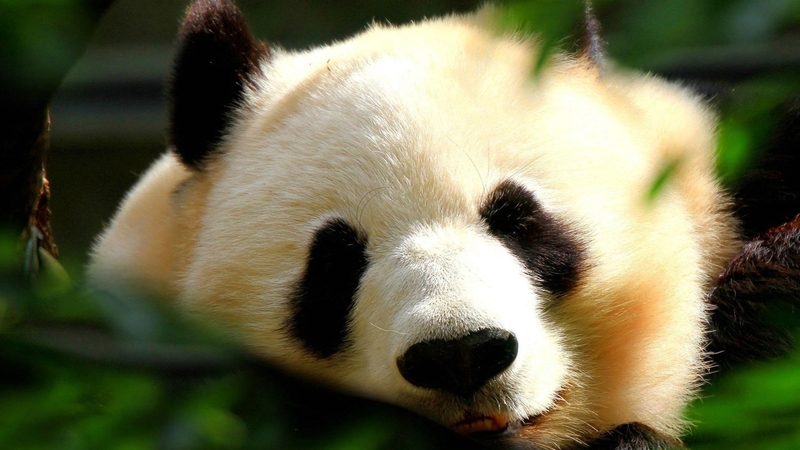 panda, bears, beautiful, animals