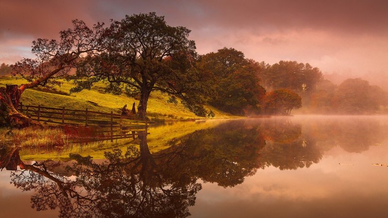 autumn, fogg, nature, trees, lake