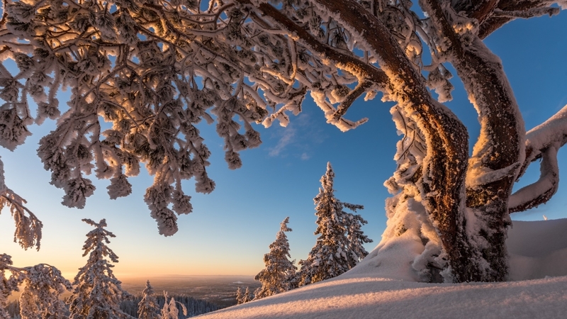 sky, snow, cold, tree, sunrise, sunshine