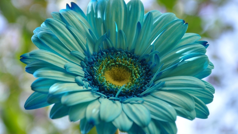 flower, one, beautiful, blue