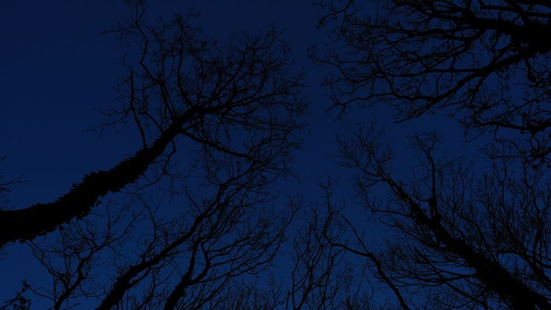 trees, branches, sky, night, 4k