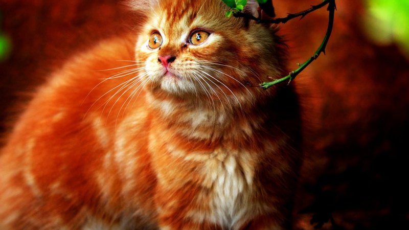 pretty, lovely, kitty, beautiful, cat, sleeping, cat face, sweet, hat, cute, paws, beauty, face, kitten, cats, animals