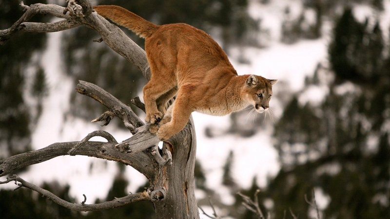 branch, wild, animal, puma
