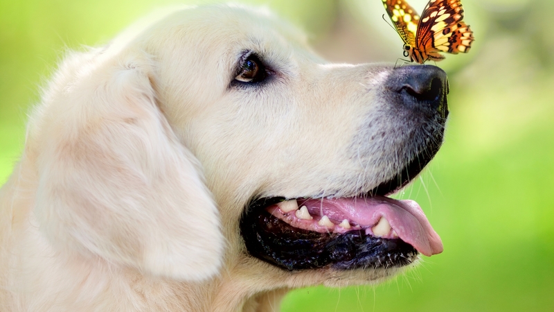 animal, dog, close  up, butterfly