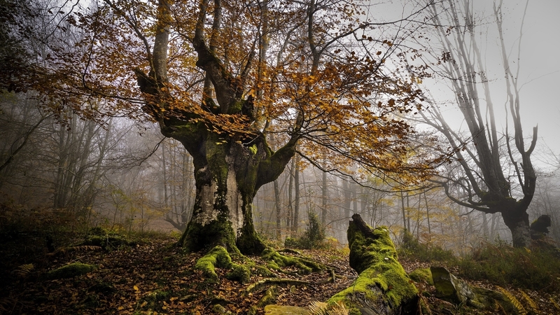 tree, forest, grass, moss, nature, fog