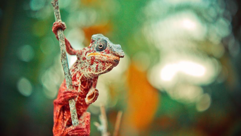 chameleon, reptile, lizard, color, 4k
