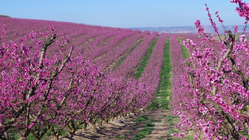 pink, blossoms, fields, flowers, nature