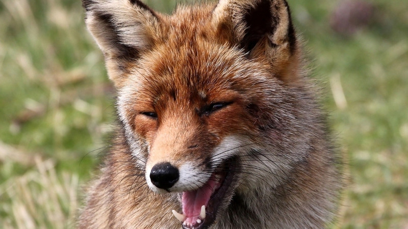 fox, laughing, wild, happy, firefox persona theme