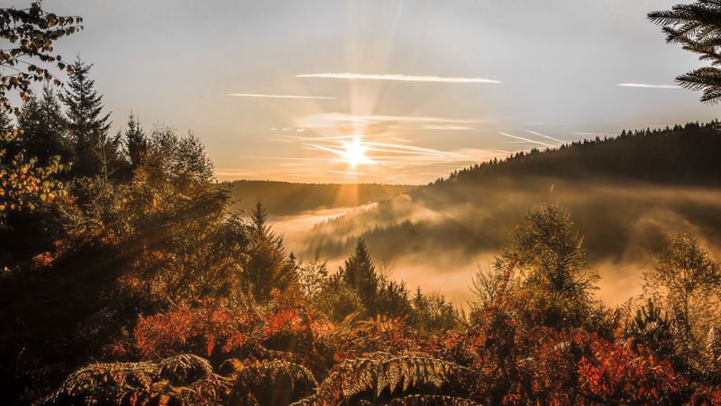 sunset, trees, autumn, forest, sky, 4k