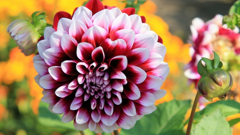 summer, flowers, flowering, nature, dahlia