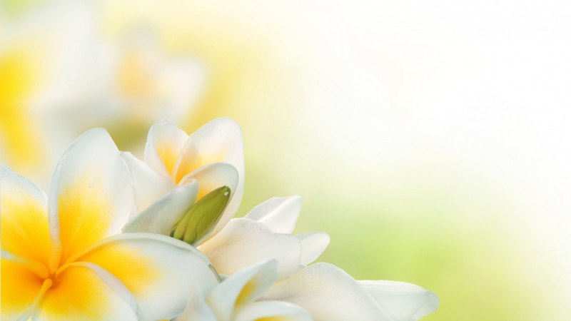 plumeria, flowers, petals, nature