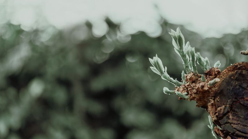 sprouts, leaves, plant, blur, 4k