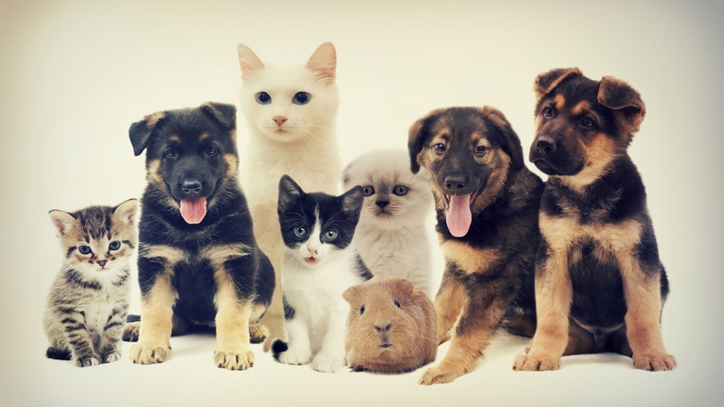 caine, cat, animal, cute, pet, guinea pig, pisica, puppy, dog