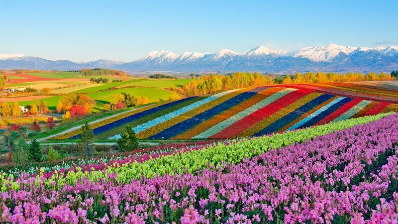 flowers, fields, nature, splendor, landscape