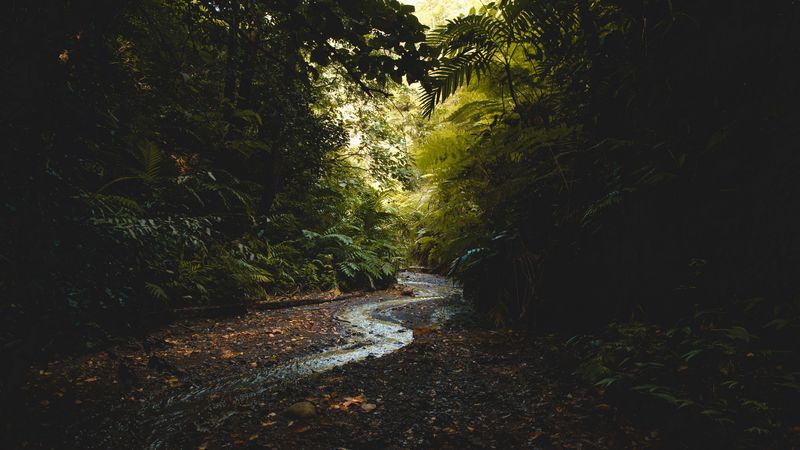 stream, forest, trees, current, 4k