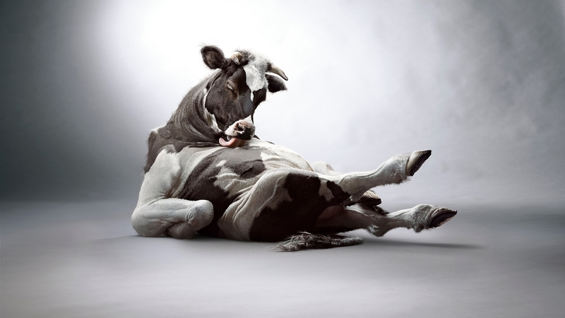 cow, clean, black, vaca, funny, white, tongue, animal