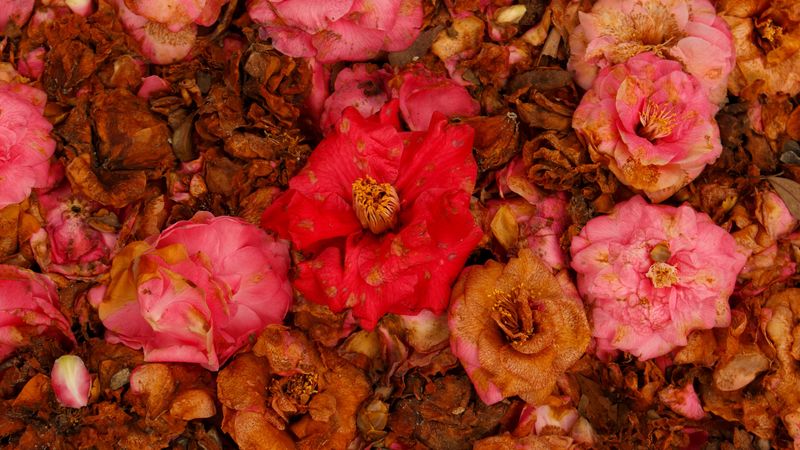 camellia, dry, flowers, garden, pink, red, 4k
