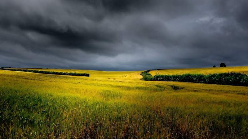 green, wheat, dark, summer, nature, clouds, sky, field
