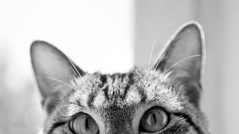 cat, eyes, cats, animals, animal