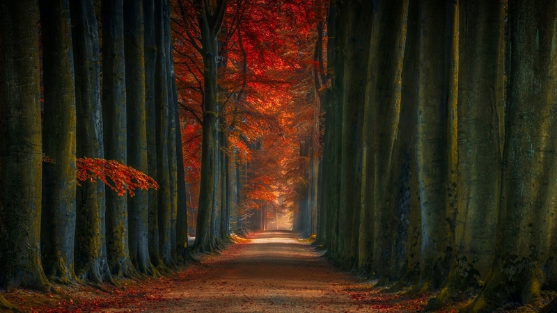 trunks, trees, forest, autumn, nature