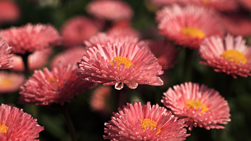 flowers, nature, pink, macro
