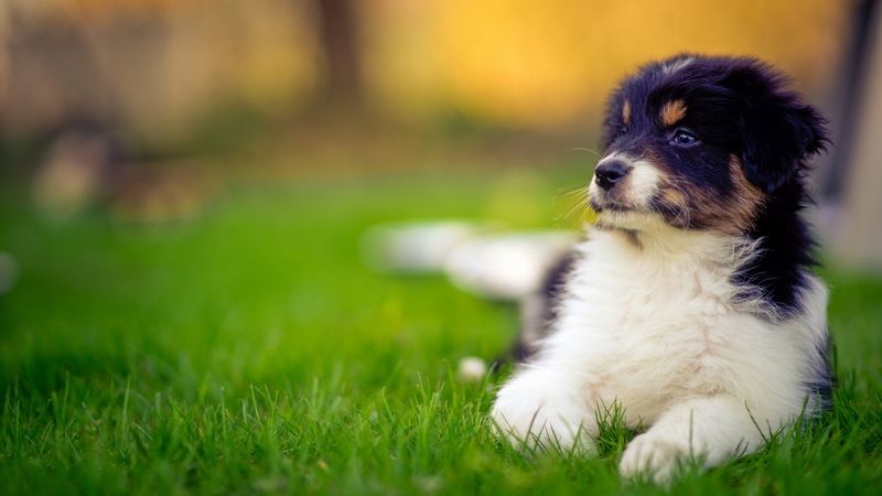 cute, beautiful, animal, dog