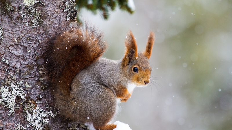 cute, veverita, squirrel, winter, animal