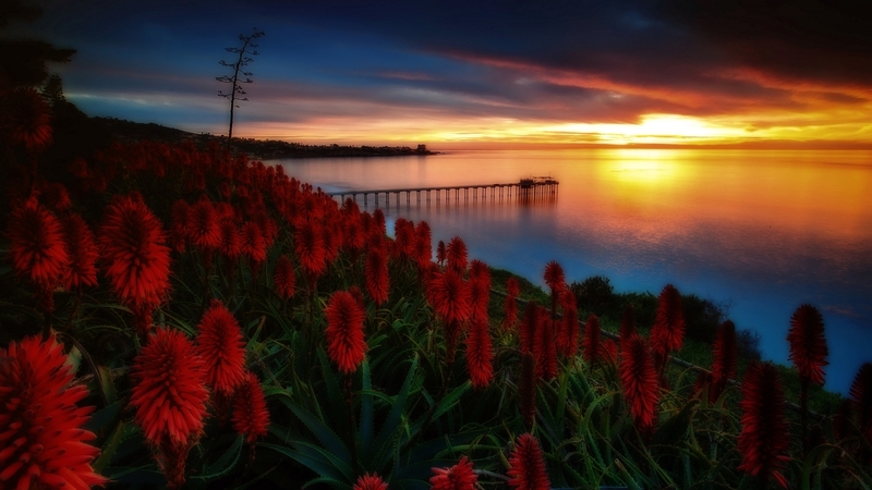 aloe, ocean, beautiful, sunset, america, sky, sea, san diego, beach, flowers, reflection, coast